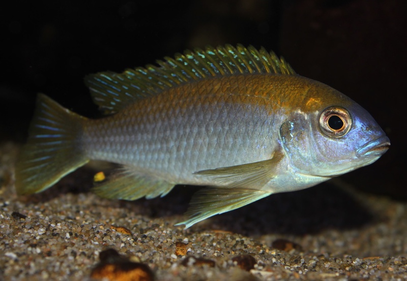Gephyrochromis lawsi 'Londo'